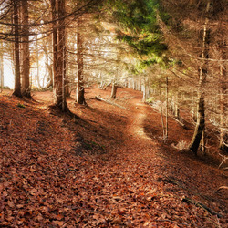 Пазл: Осенняя листва