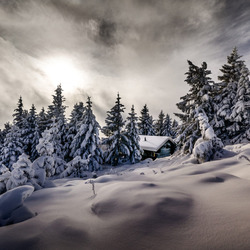 Пазл: Зима в лесу