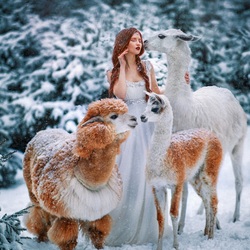 Пазл: Девушка с ламой и альпакой