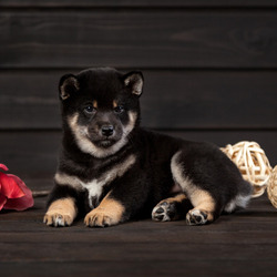 Пазл: Щеночек