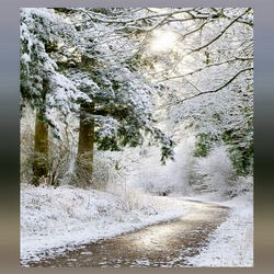 Пазл: Очарованный лес