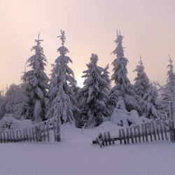 Пазл: Зимний лес