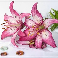 Пазл: Лилии