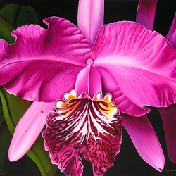 Пазл: Орхидея Каттлея