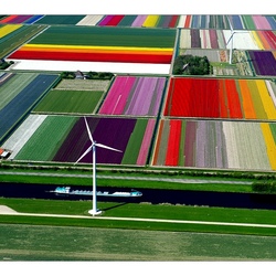 Пазл: Поля тюльпанов