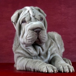 Пазл: Шарпей