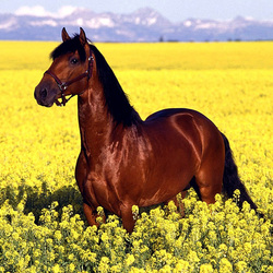 Пазл: В цветах