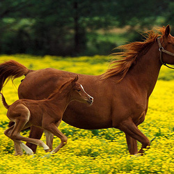 Пазл: С мамой