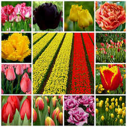 Пазл: Тюльпаны