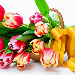 Пазл: Тюльпаны