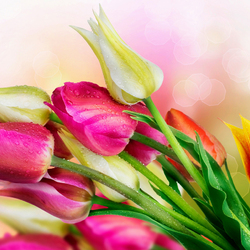 Пазл: Тюльпаны