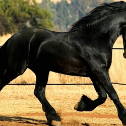 Пазл: Воронной