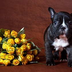 Пазл: Мопсик и розы