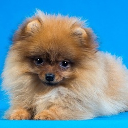 Пазл: Пушистик