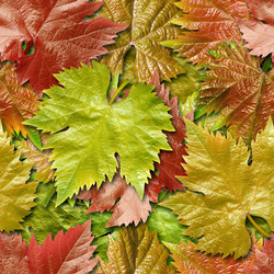 Пазл: Листья винограда