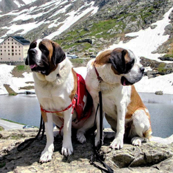 Пазл: Спасатели