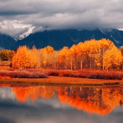 Пазл: Золотой лес