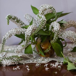 Пазл: Вербейник ландышевый