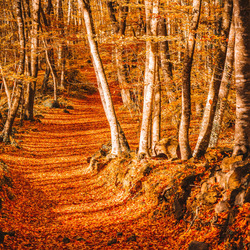 Пазл: Осенняя тропа в лесу