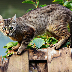 Пазл: Кошка на заборе