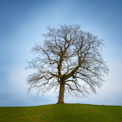Пазл: Одинокое дерево