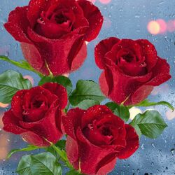 Пазл: Розы красные