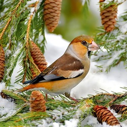 Пазл: В зимнем лесу