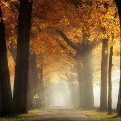 Пазл: Осенний туман