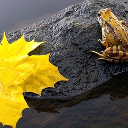Пазл: Осенняя лягушка