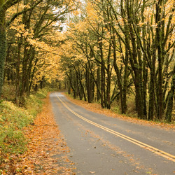Пазл: Осень и дорога
