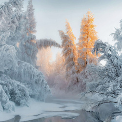 Пазл: Деревья в снегу