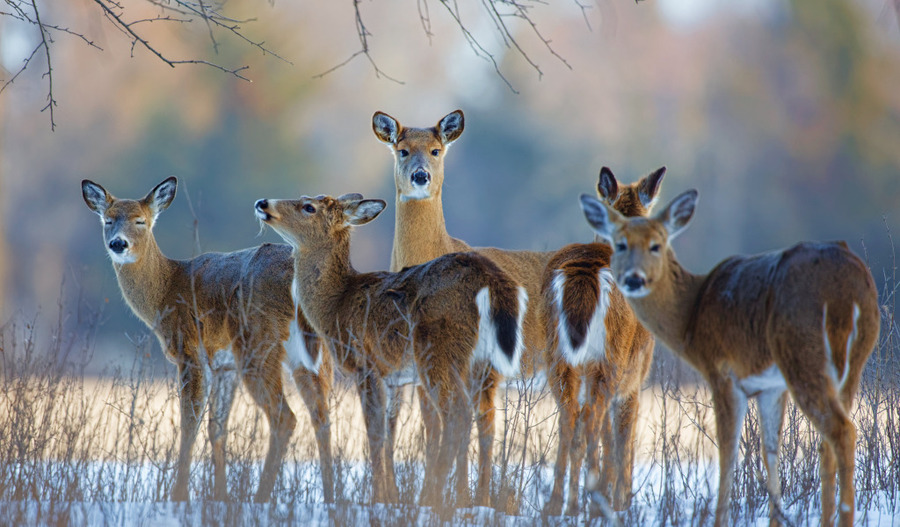 Пазл «Олени» из 170 элементов | Собрать онлайн пазл №253168