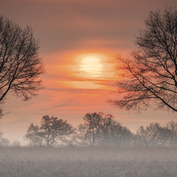 Пазл: Закат между деревьями