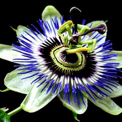 Пазл: Цветы на черном