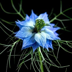 Пазл: Нигелла дамасская