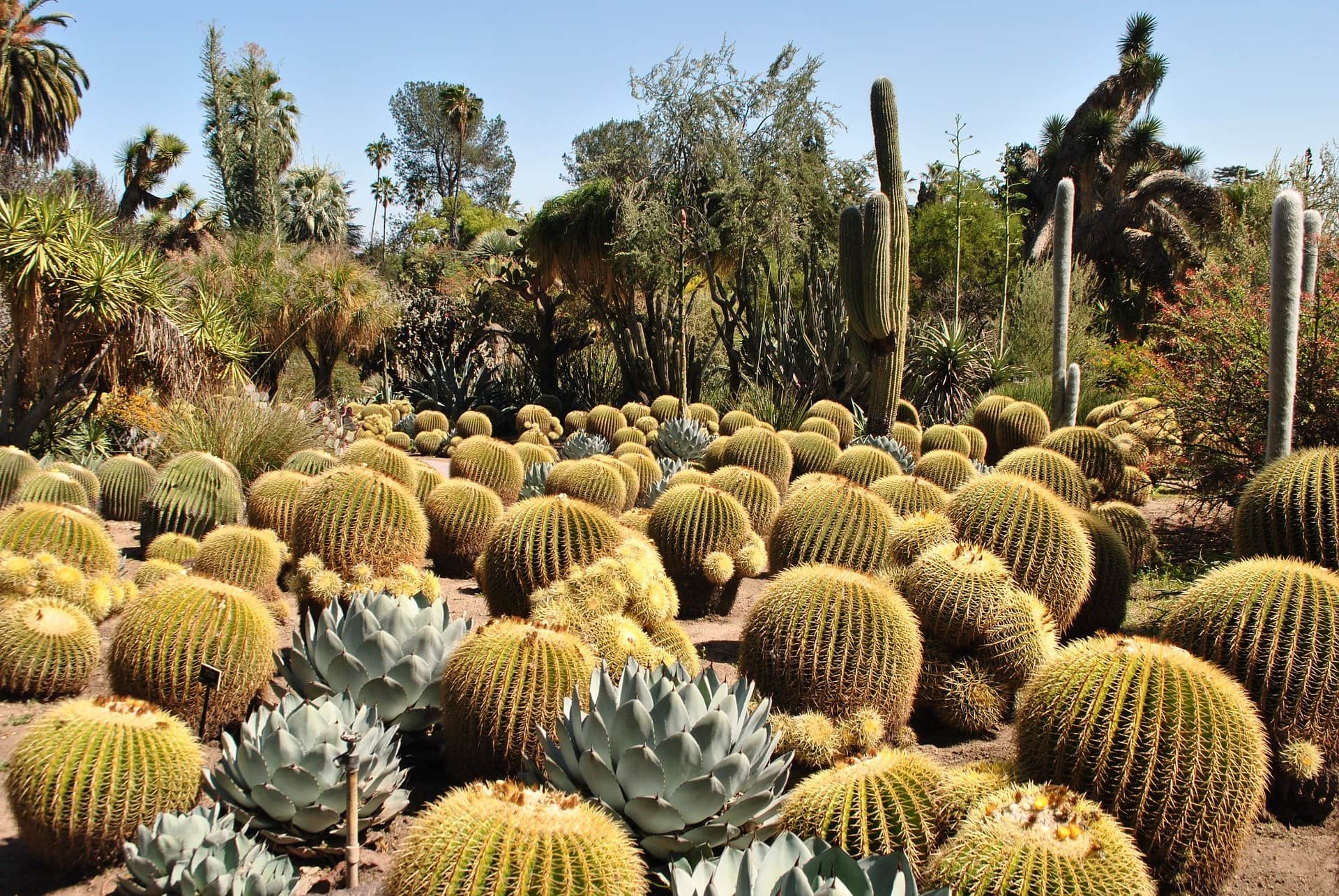 Cactus. Кактусовые кактусы. Кактусовые сады Бразилии. Кактусовые Флора Южной Америки. Стеблевидные кактусы.