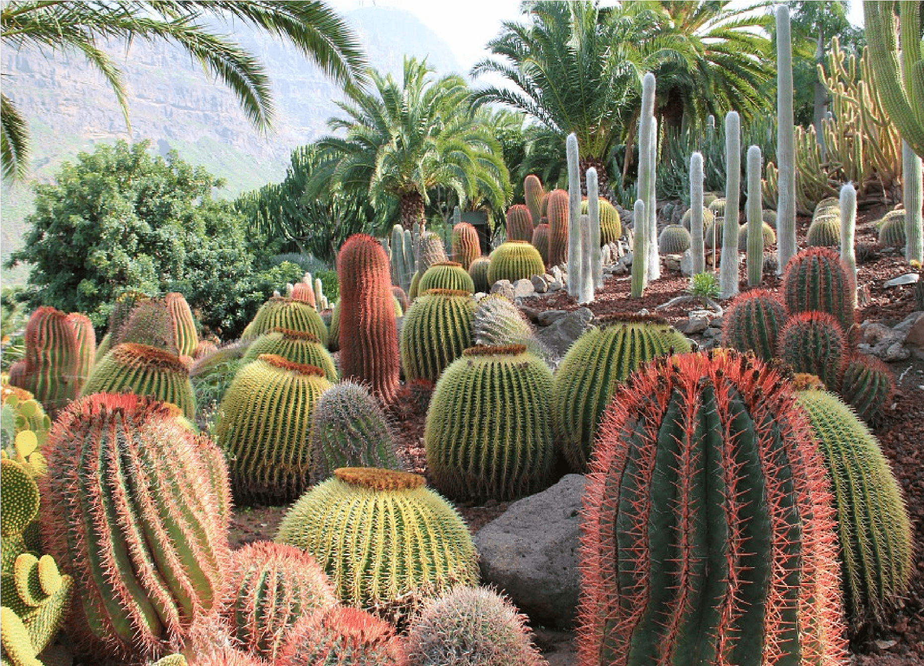 растительность мексики