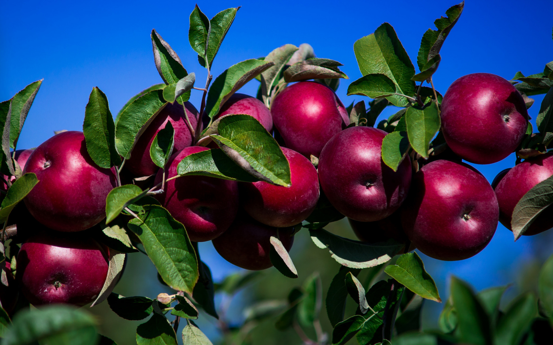 Яблоня алтайская красавица описание фото