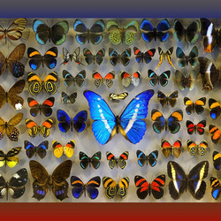 Пазл: Коллекция бабочек