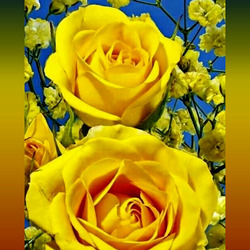 Пазл: Розы жёлтые