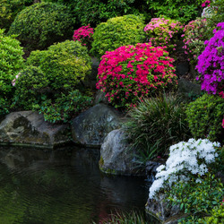 Пазл: Цветы у пруда