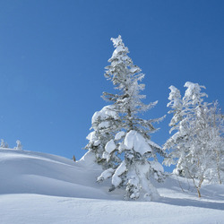 Пазл: Ясный морозный день