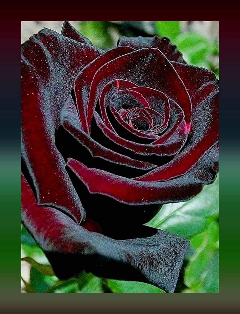Пазл «Тёмно-бордовая роза» из 221 элементов | Собрать онлайн пазл №256573