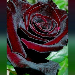 Пазл: Тёмно-бордовая роза