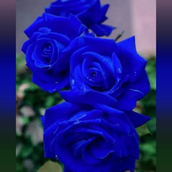 Пазл: Синие розы