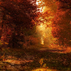 Пазл: Осень в лесу
