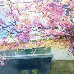 Пазл: Сезон цветения сакуры