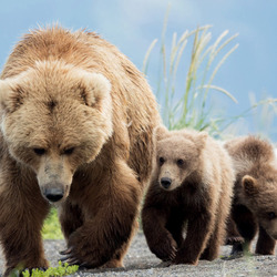 Пазл: Три медведя