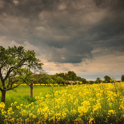 Пазл: Рапс и тучи
