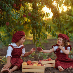 Пазл: Сбор урожая